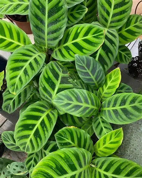 CALATHEA ZEBRINA (GODDES) E3