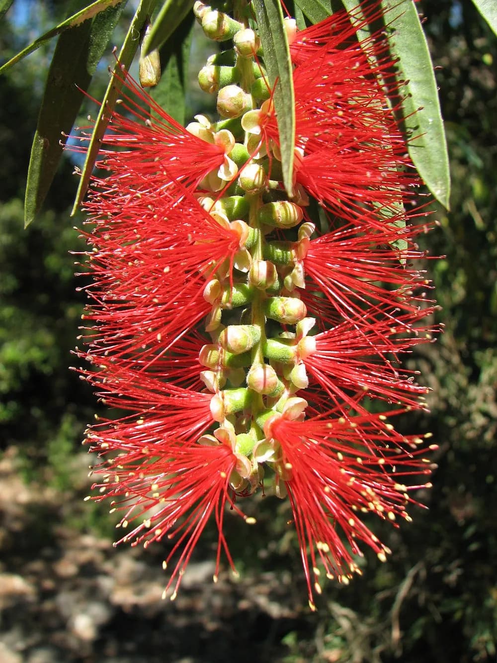 Callistemon imperialis E10