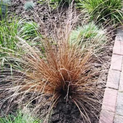 Carex bronce E3