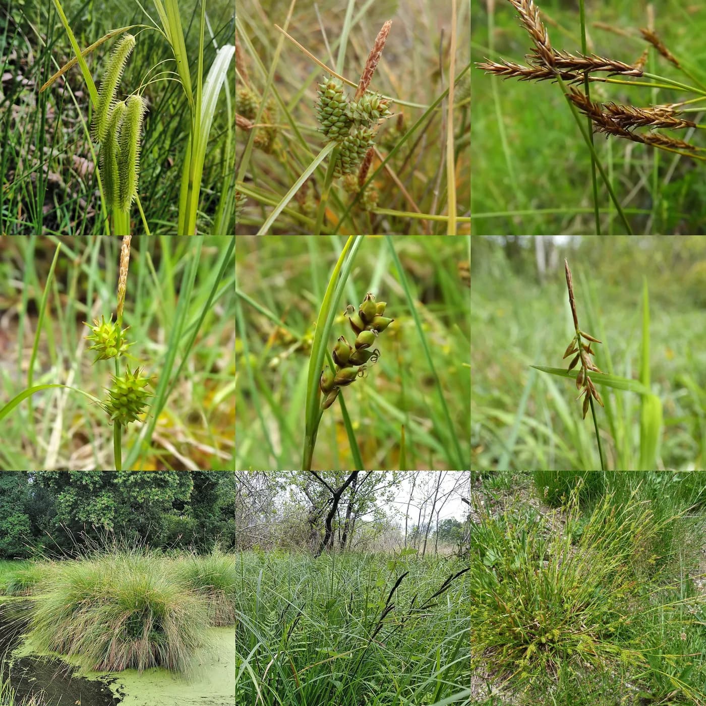 Carex bronce
