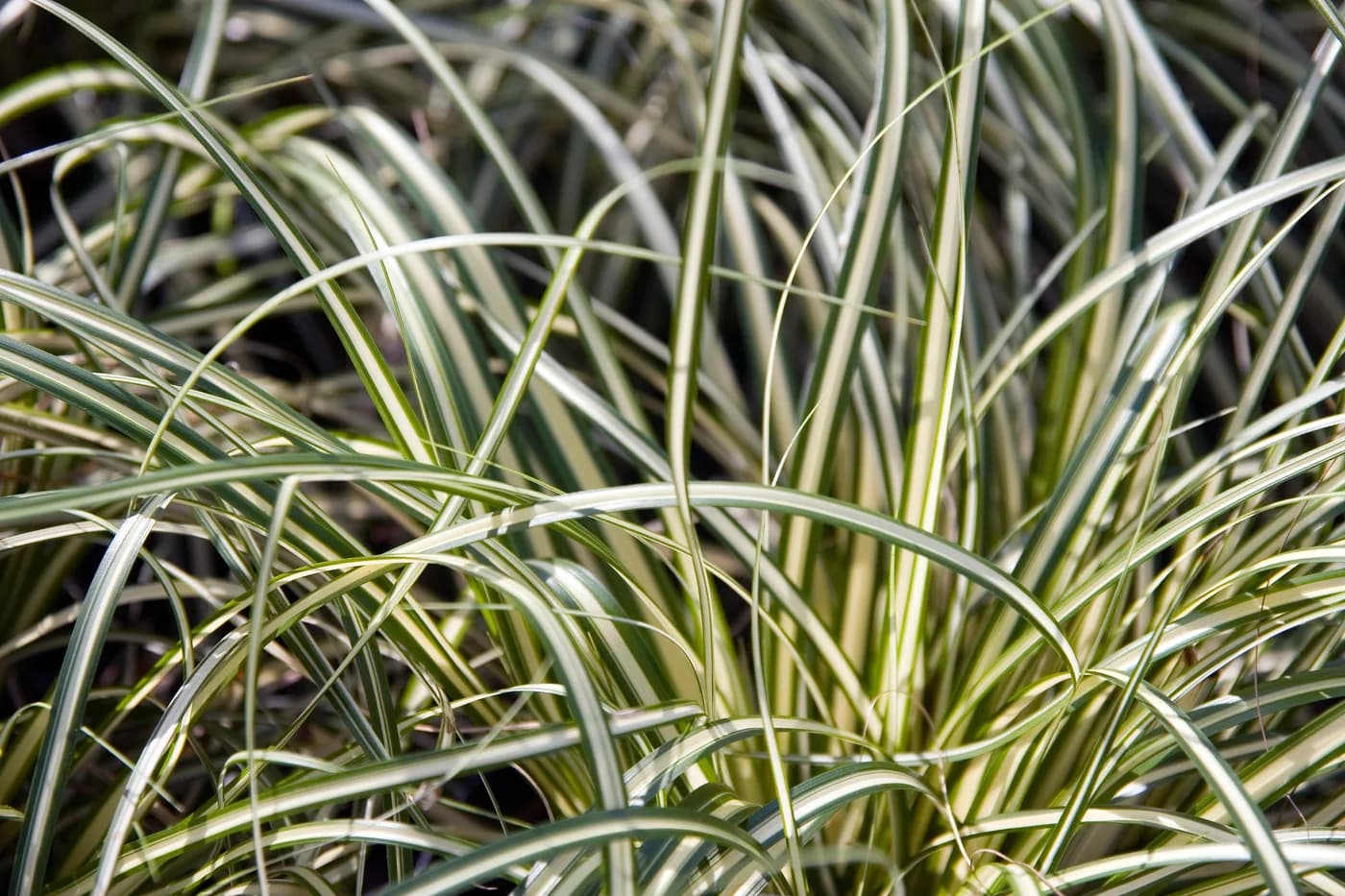 Carex verde