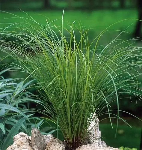 Carex verde E3