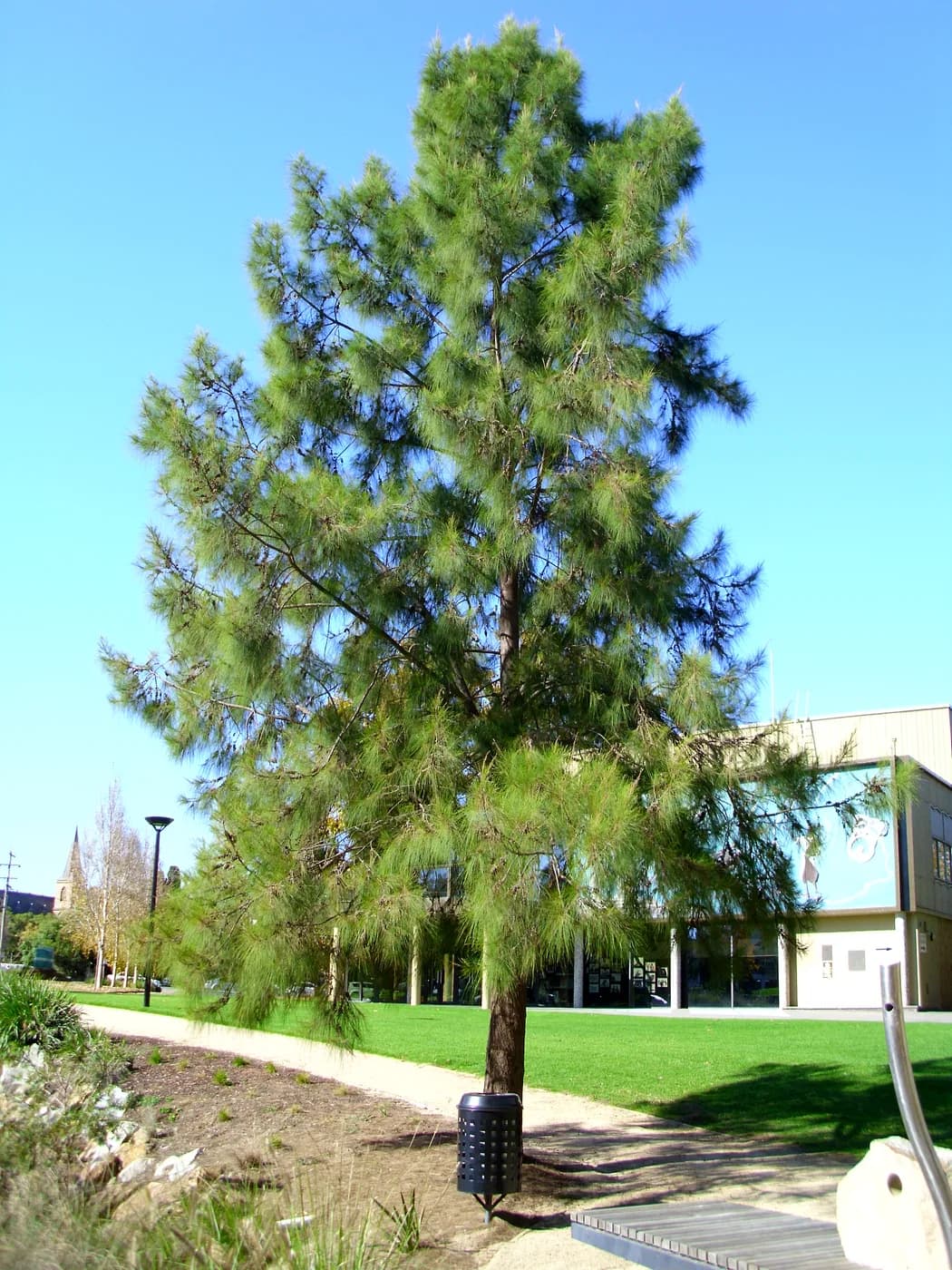 Casuarina cunninghamiana