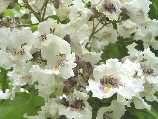 Catalpa BIGNONIOIDES