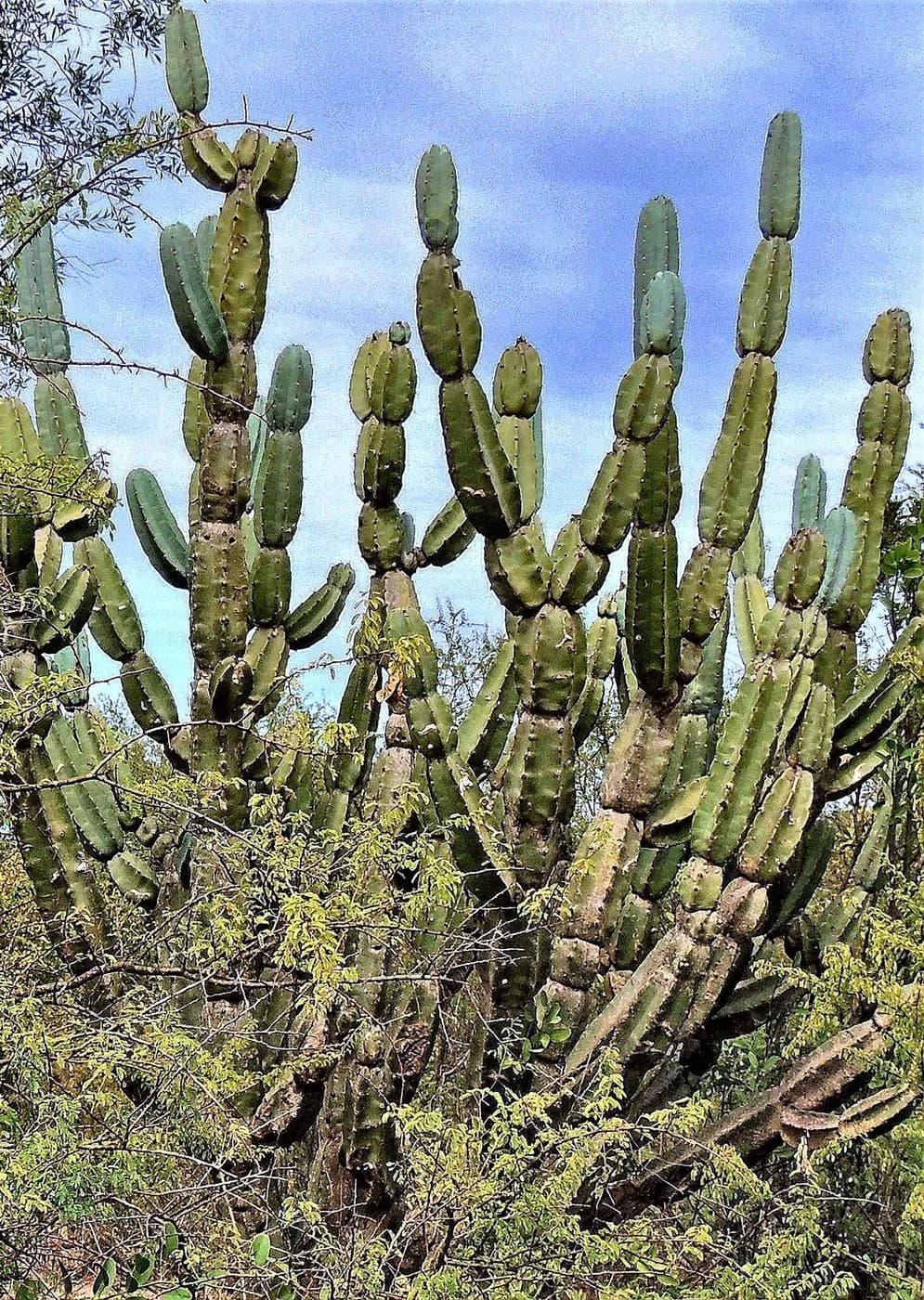 Cactus espiralado