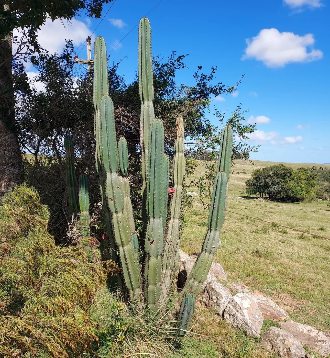 Cactus monstruoso