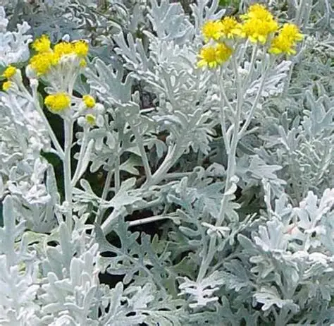 CINERARIA MARITIMA (SENECIO CINERARIA)
