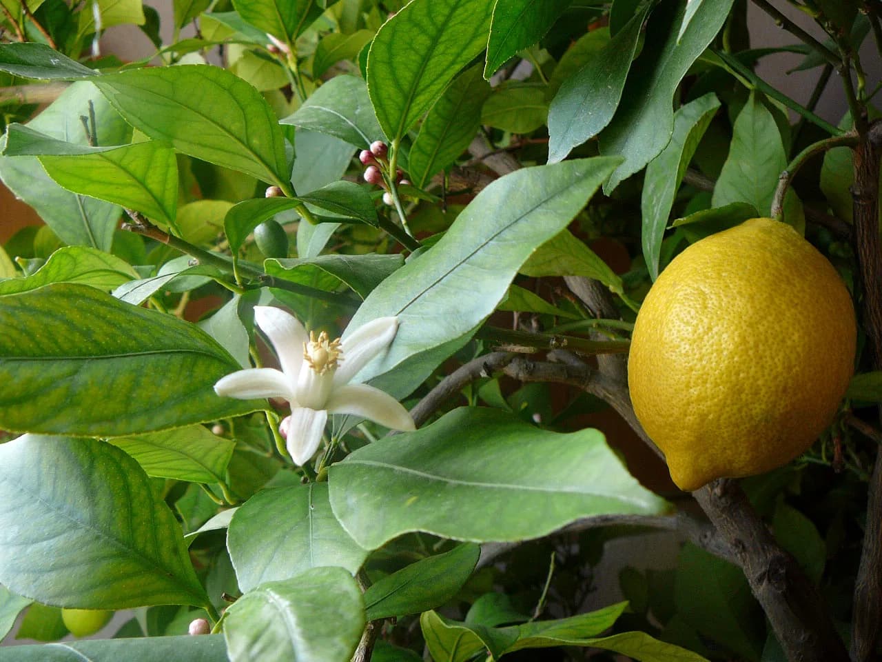 Limonero E7