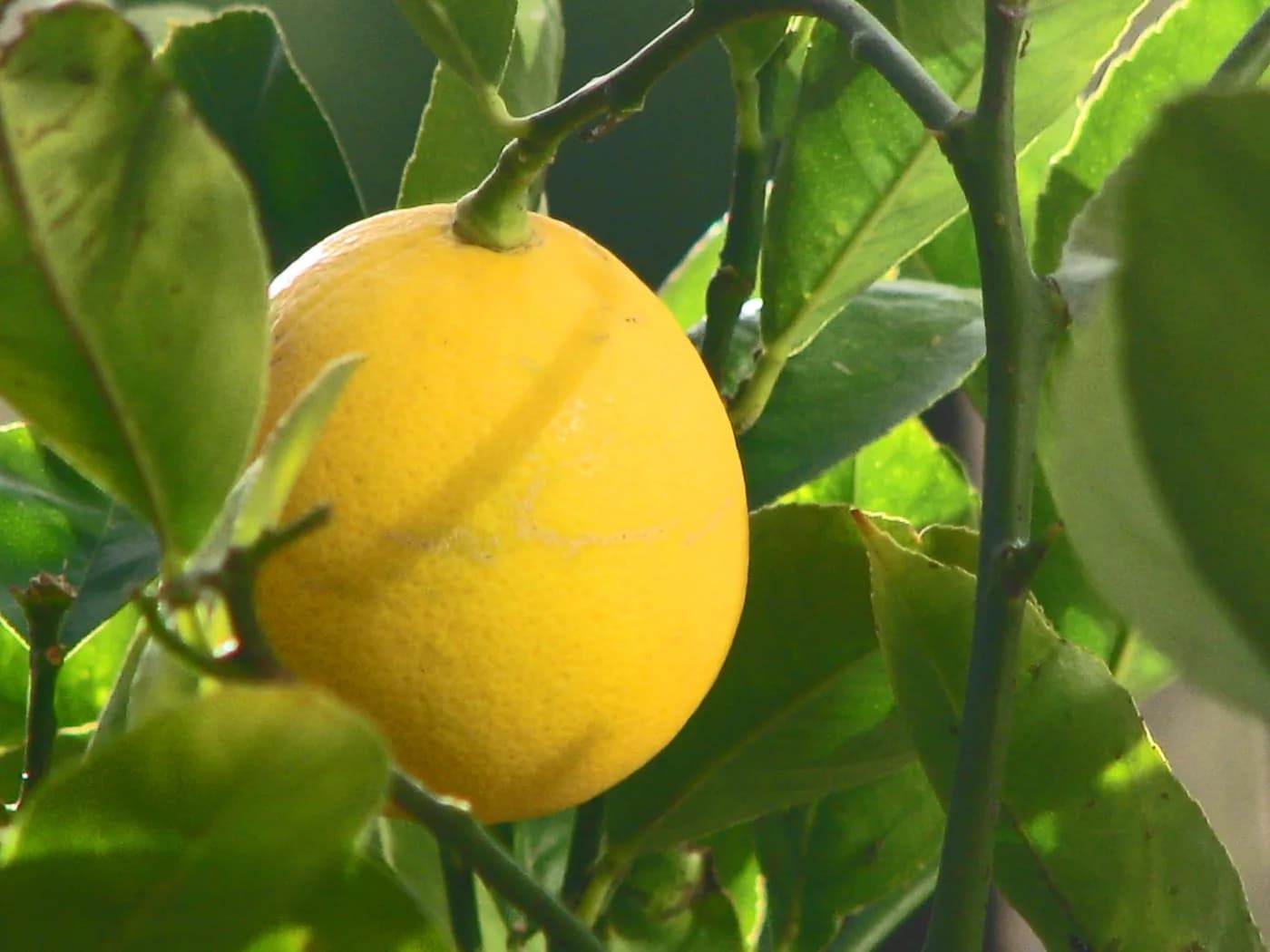 Limonero 4 estaciones