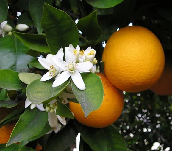 Naranja de ombligo E8