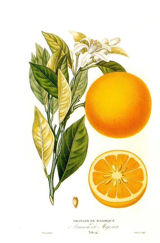 Naranja de ombligo
