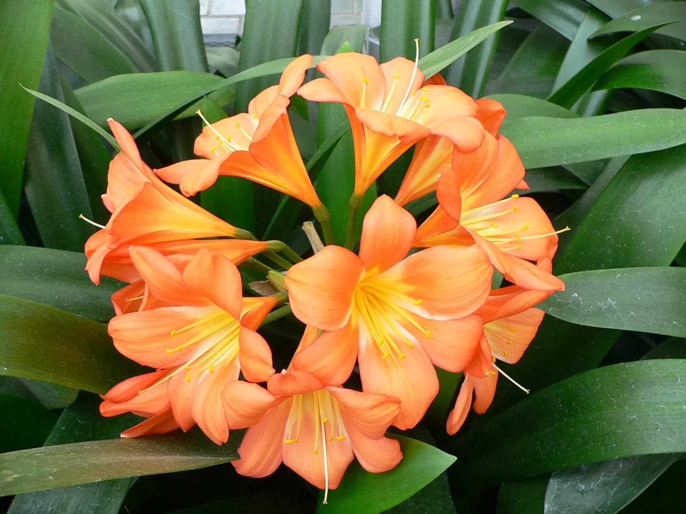 Clivia miniata NARANJA