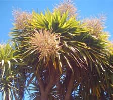 Cordyline