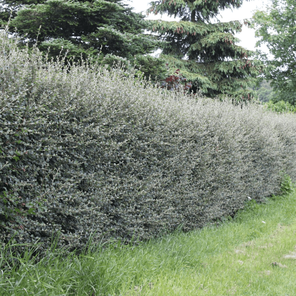 Cotoneaster delsiana elegans