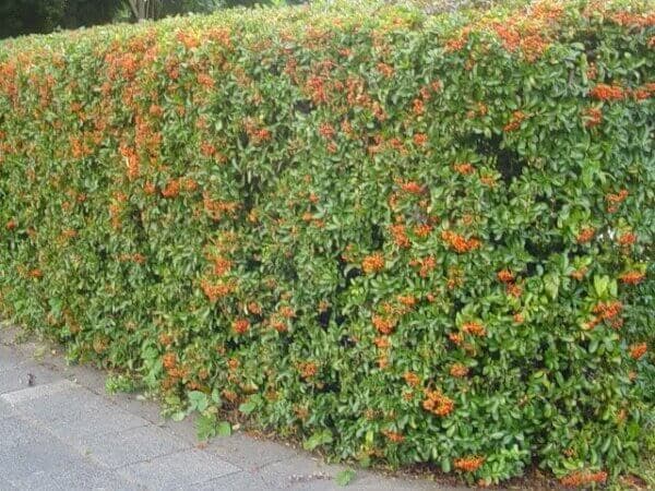 CRATAEGUS (PYRACANTHA CRENATOSERRATA)