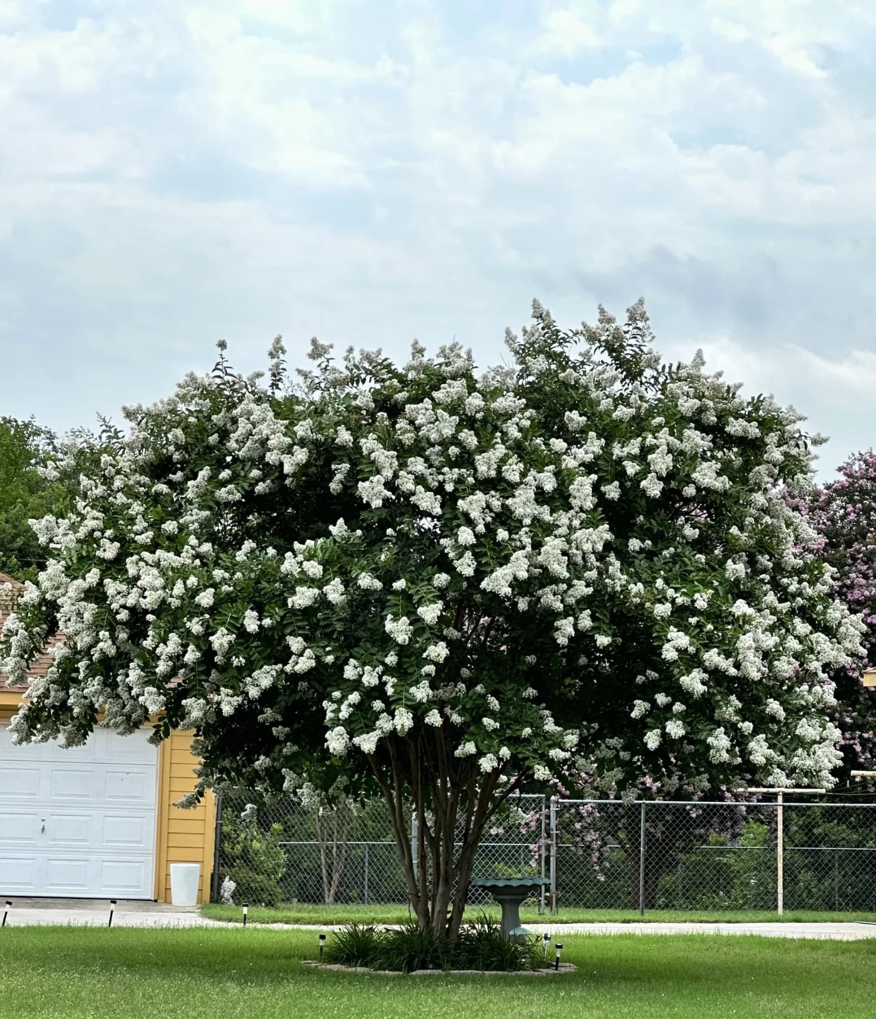 CRESPON - FLOR BLANCA (Lagerstroemia indica) 4-6 cc