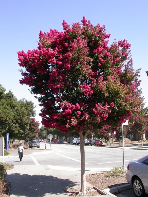CRESPON - FLOR ROSA (Lagerstroemia indica) 04-06 cc