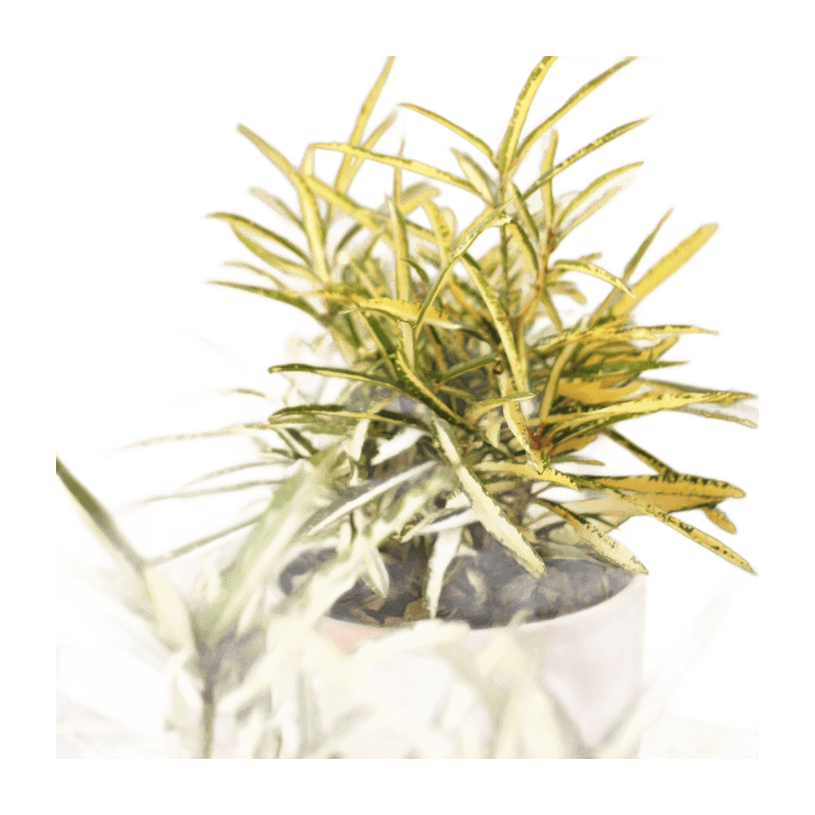 Croton 'Fideo' M12