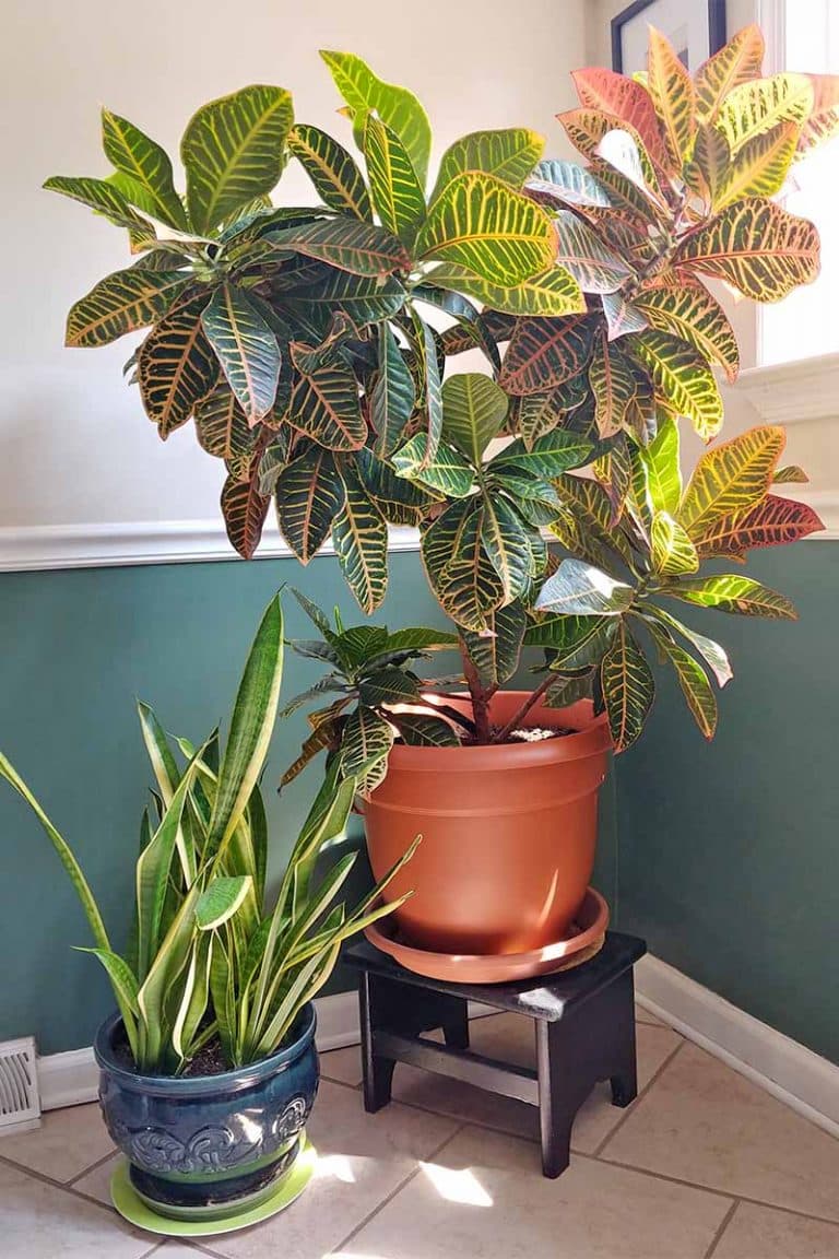 CROTON HIBDRIDO E10 L.
