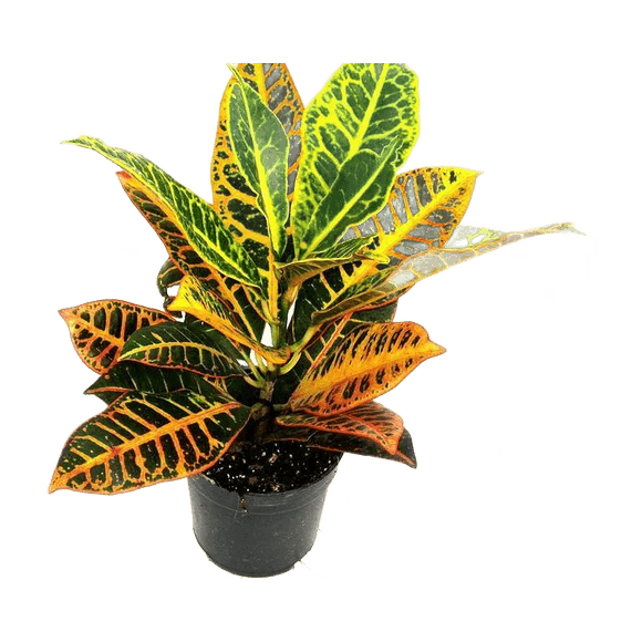 Croton híbrido M12