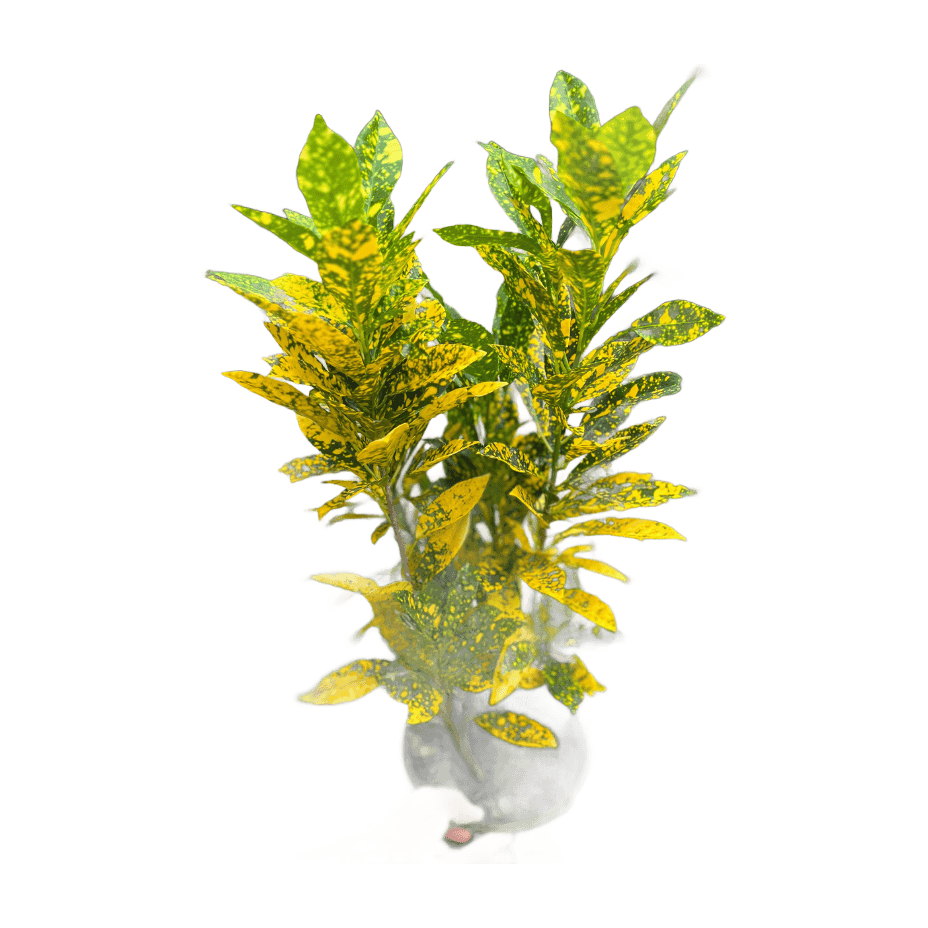 Croton 'Mandarina'
