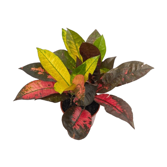 Croton 'Monalisa' M12