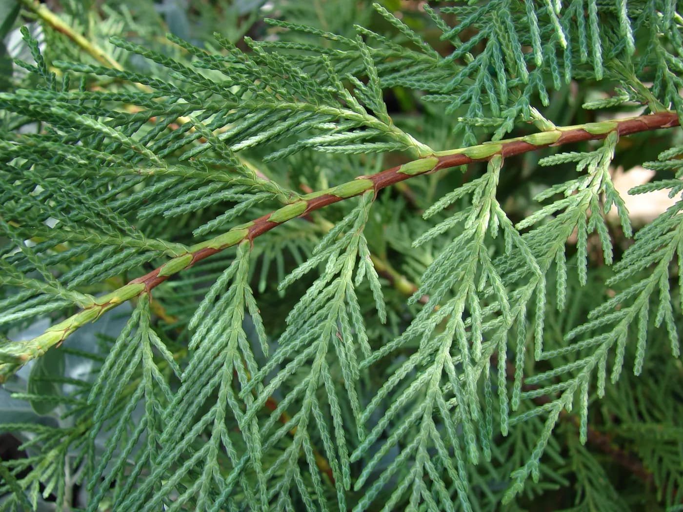 Cypress leylandi