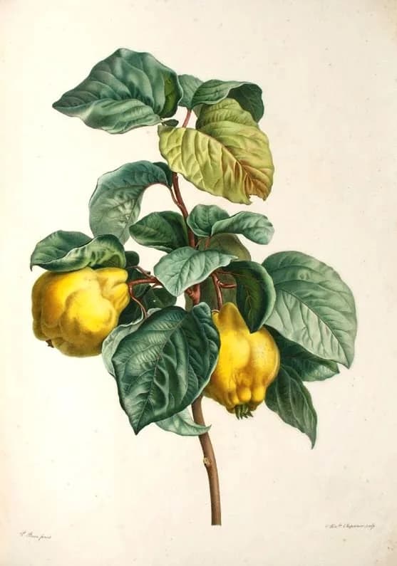 Membrillo