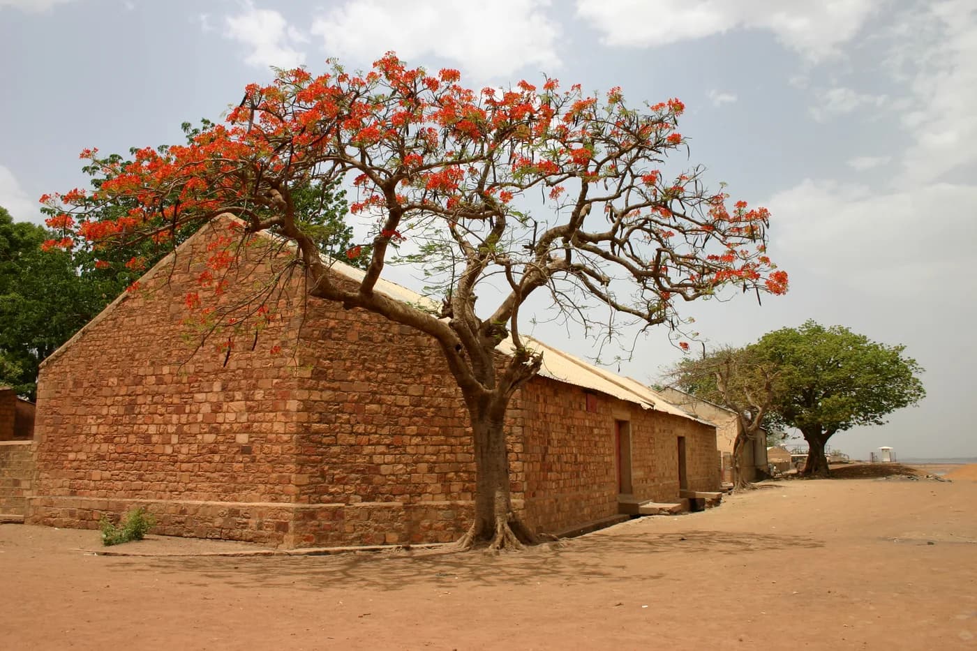 Acasia roja