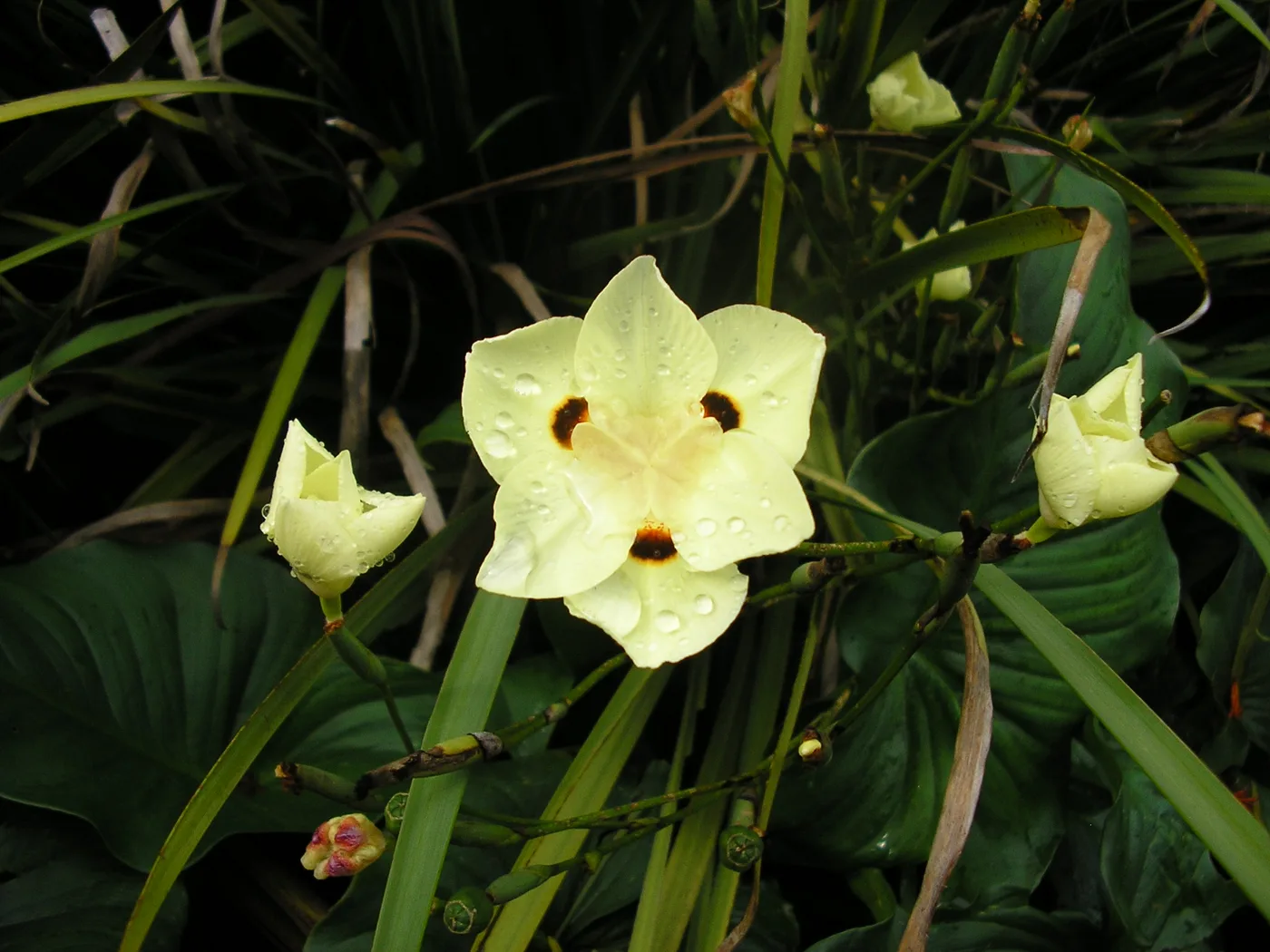 Dietes bicolor E3