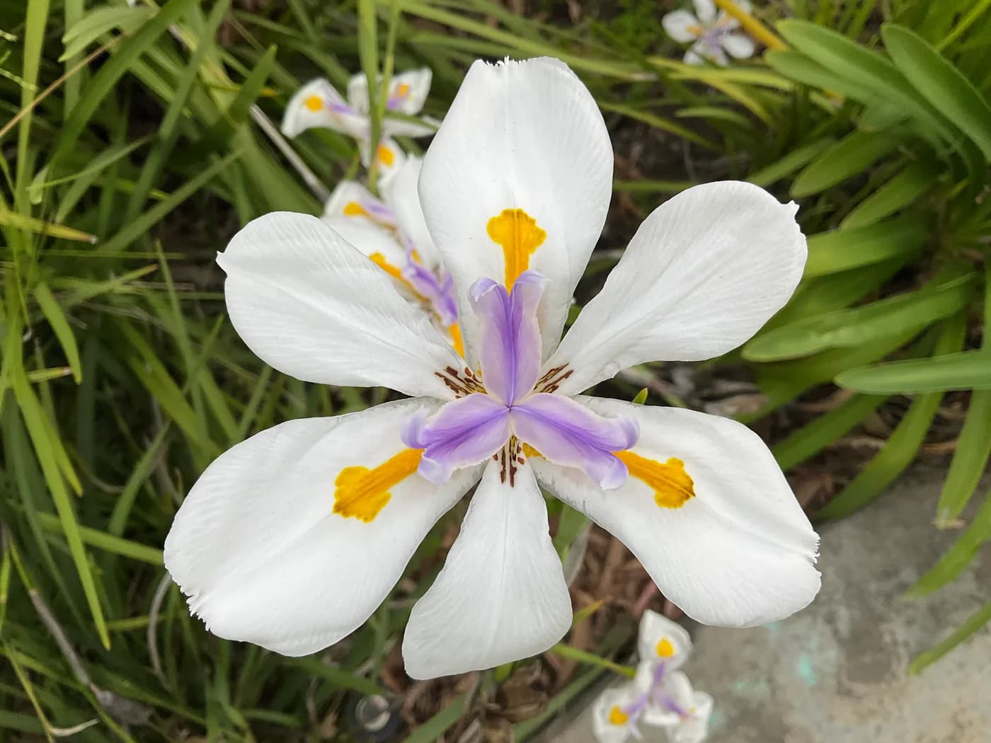 Dietes vegeta grandiflora alto