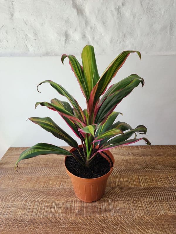 Dracena 'Kiwi' M15
