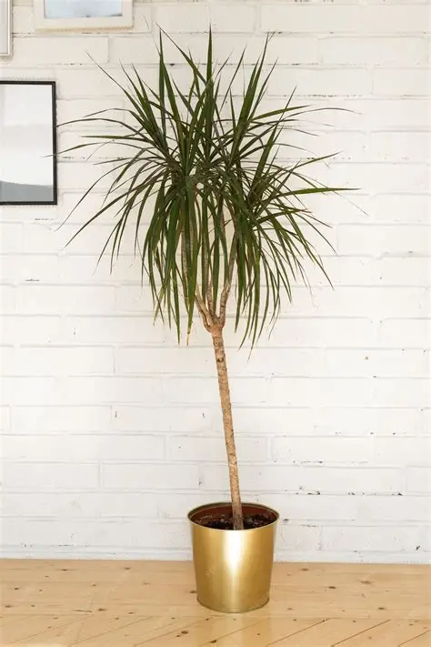Dracena marginata E3