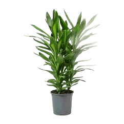 Dracena robusta M15