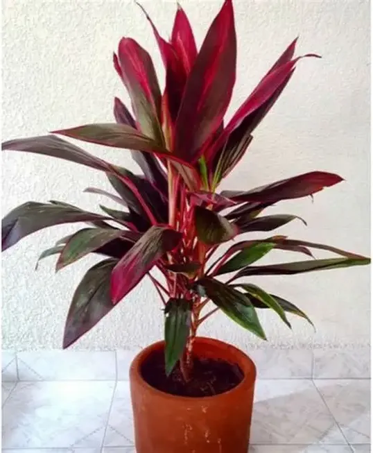 Dracena rubra M15