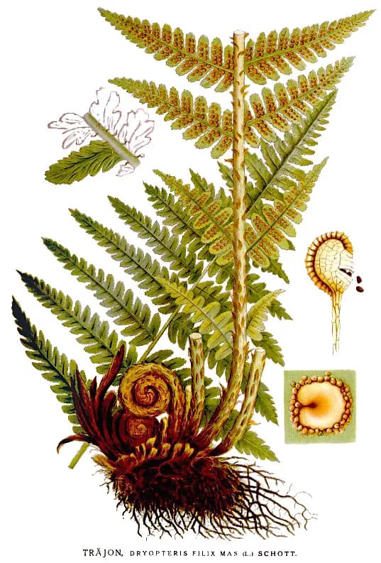 Helecho dryopteris dilix-mas