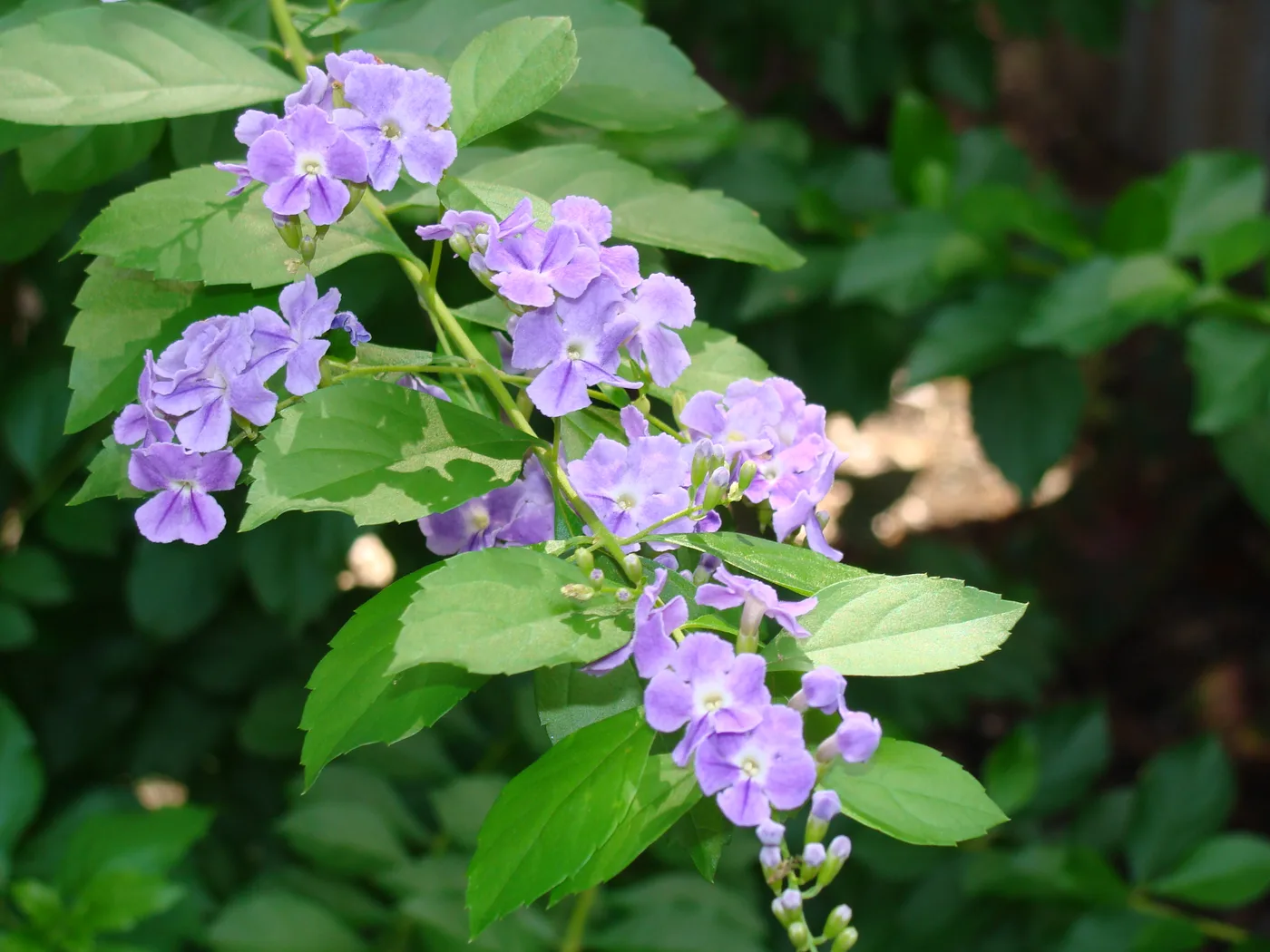 Duranta erecta v. aurea