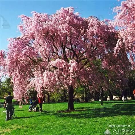 DURAZNO DE FLOR PENDULA (Prunus persica pendula) E10 L.