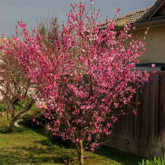 DURAZNO DE FLOR (Prunus persica) E10 L.