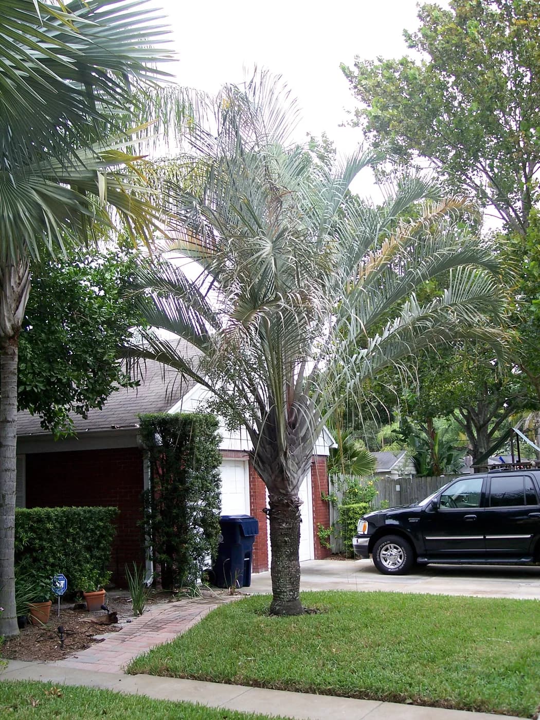 Palmera triangular (Dypsis Decaryi ) E20