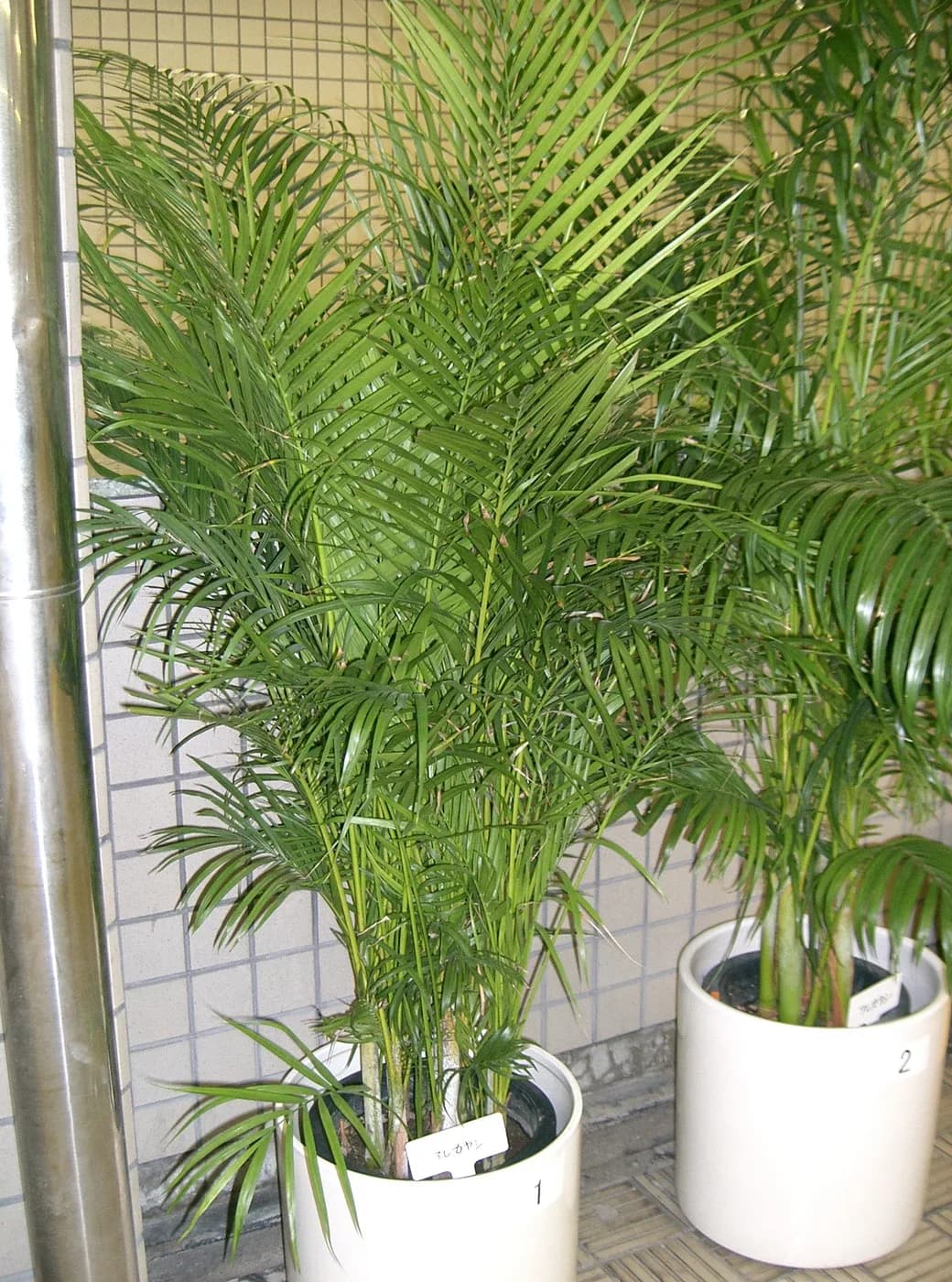 Areca E10