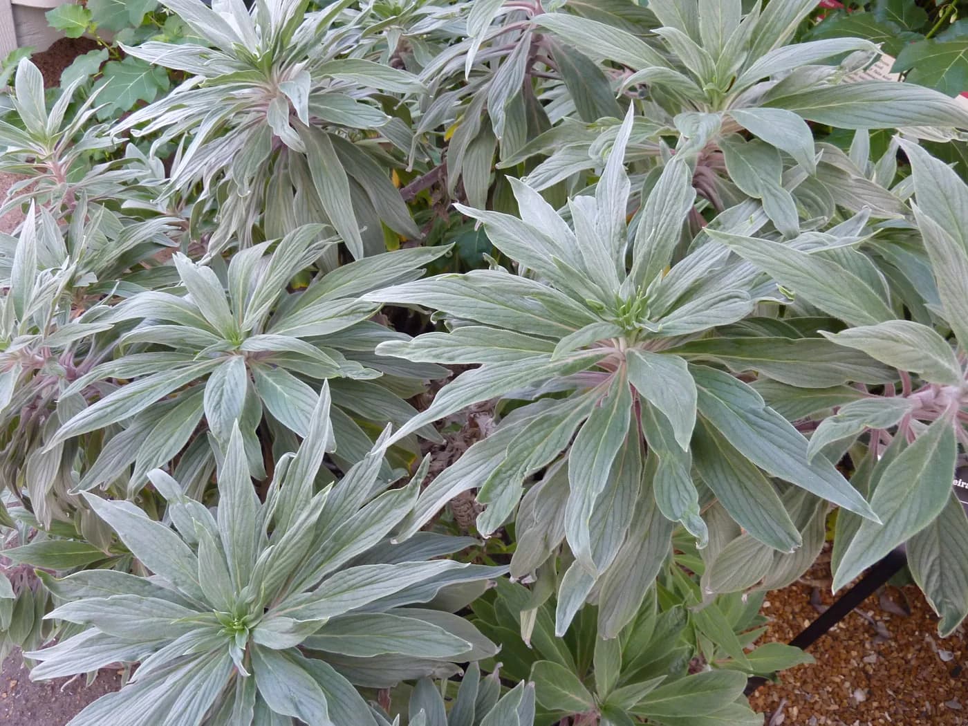 Orgullo de Madeira E4