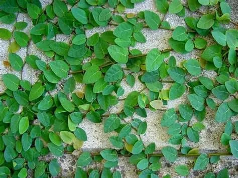 ENAMORADA DEL MURO (Ficus pumila) M.12