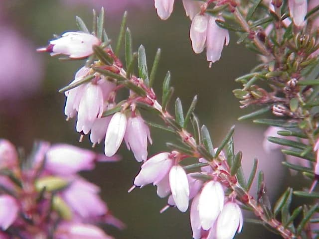 Erica E4