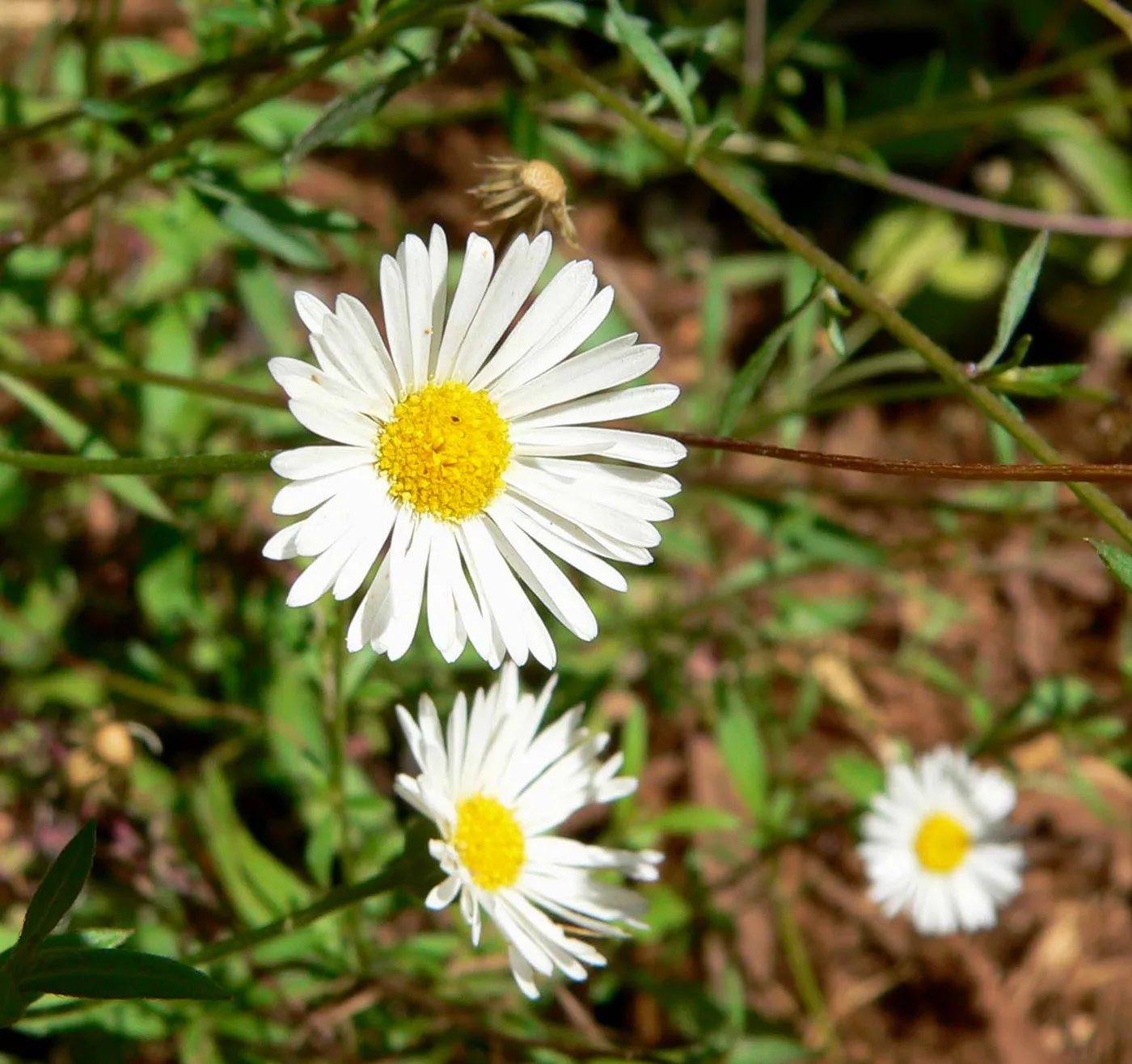 Erigeron