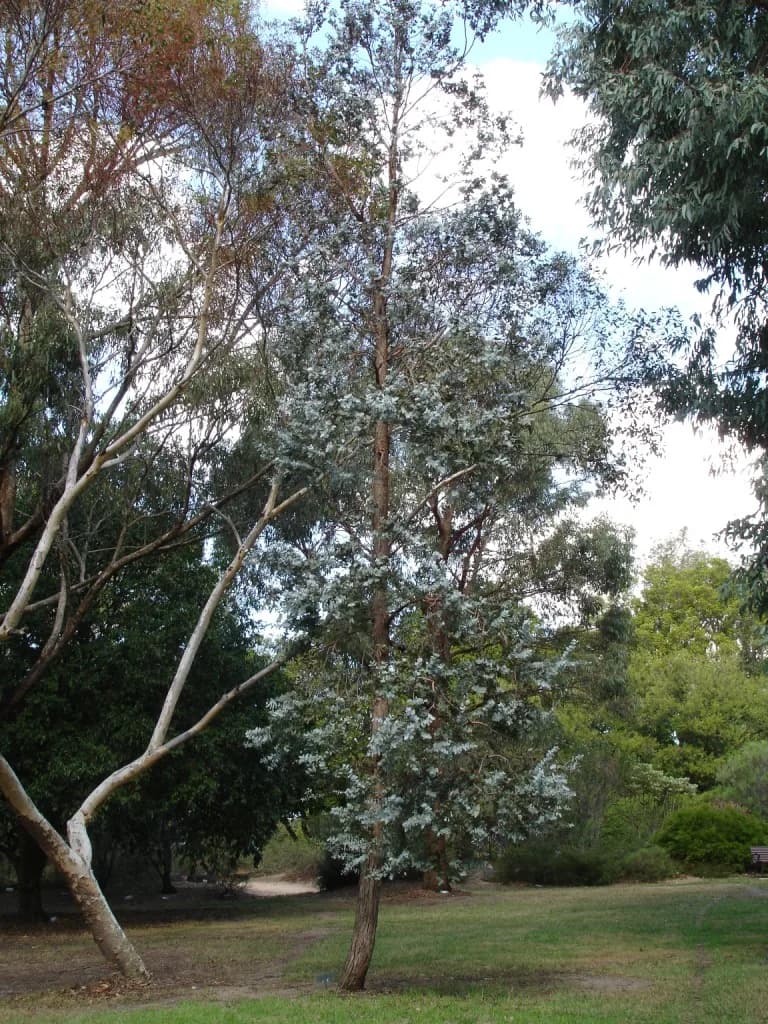 Eucalyptus cinerea