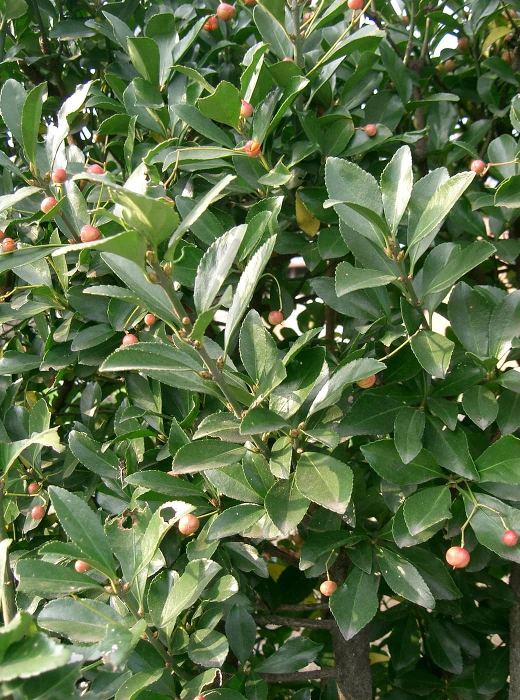 Euonymus japonica argentea compacto