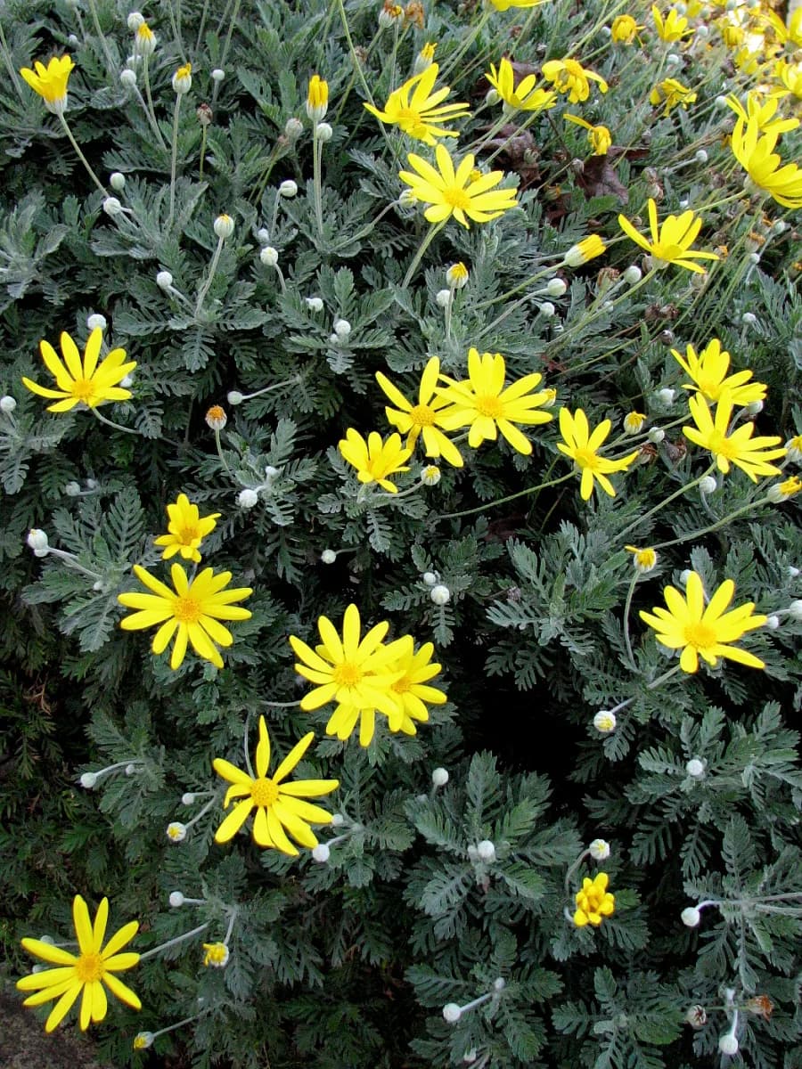 Euryops pectinatus Gris