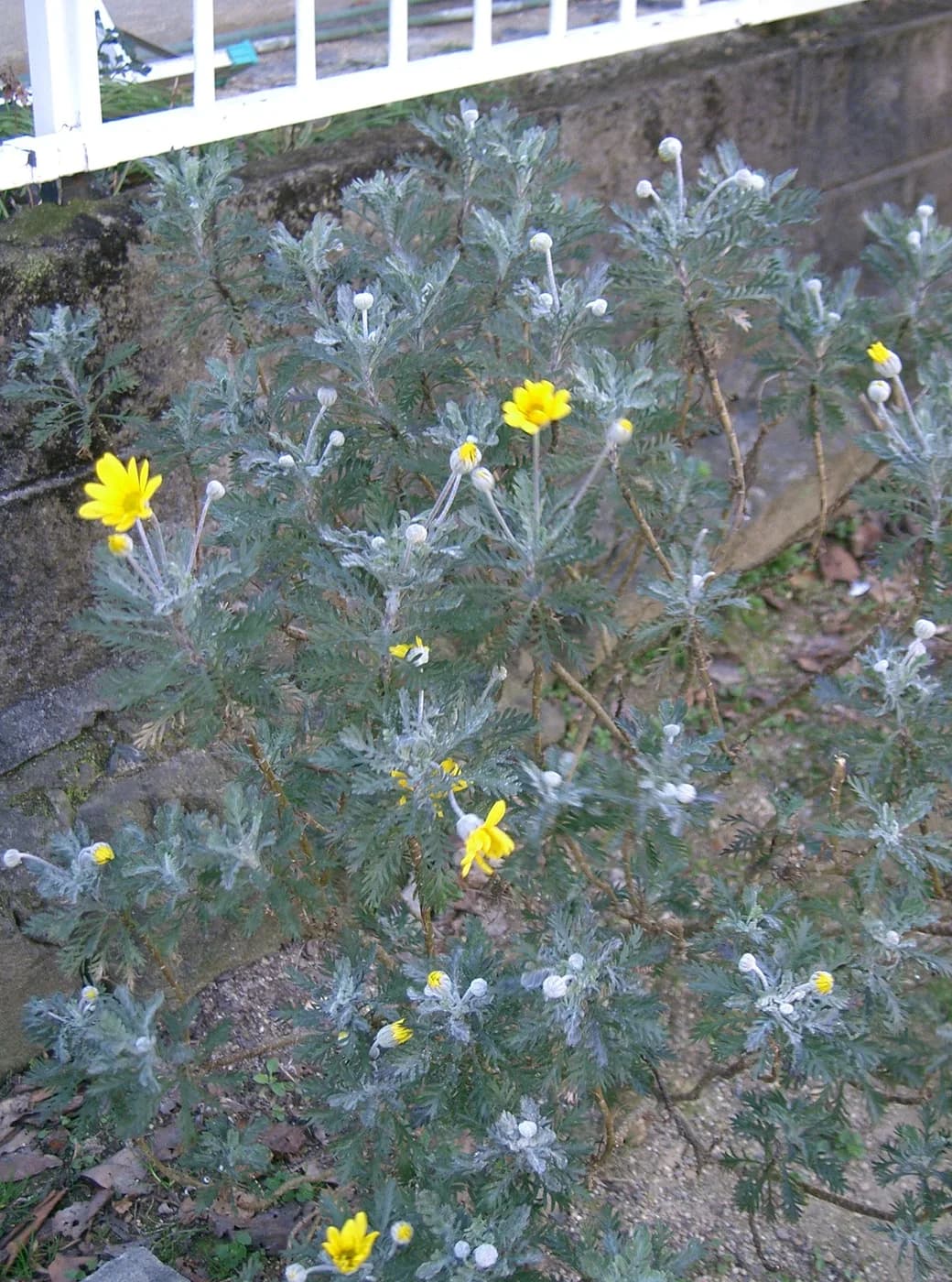 Euryops pectinatus Verde
