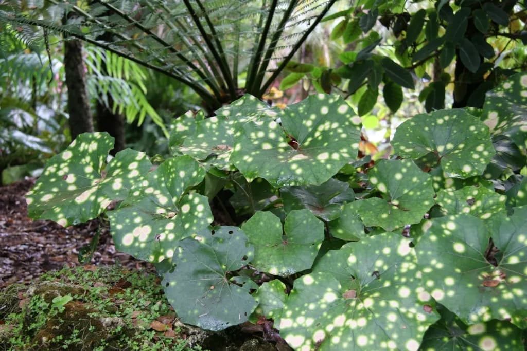 Boina de basco